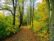 road-21205_640