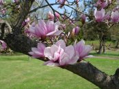 tree-3330620_640